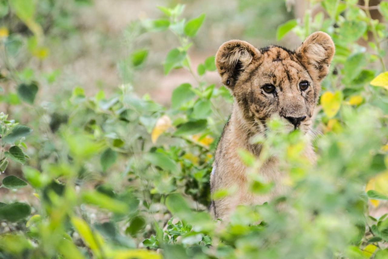 Marataba Safari Lodge Hartbeestfontein Eksteriør billede